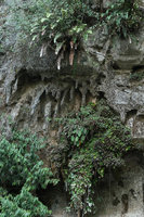 Salacca rupicola and Schismatoglottis monoplacenta on vertical limestone cliff, Gunung Mulu NP, Sarawak, Borneo