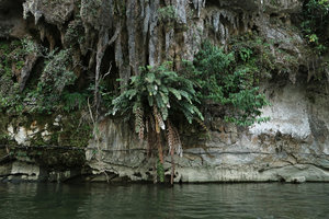 Salacca rupicola on vertical limestone cliff, just above the Melinau river, Gunung Mulu NP, Sarawak, Borneo