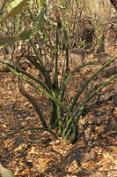 Sansevieria sinus-simiorum, adult stage with cylindrical deeply channelled leaves, Mumbo Island, Lake Malawi NP