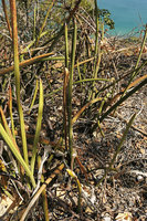 Sansevieria sinus-simiorum with its cylindrical channelled leaves, Lake Malawi NP