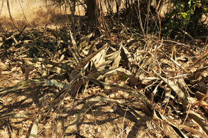 Sansevieria kirkii totally cryptic due to the brown and greyish striped leaves in the dappled shade, Lake Malawi NP
