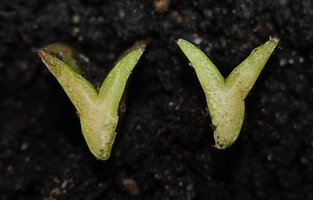 Dracaena (syn. Sansevieria) perrotii, cross section in the induplicate V shaped leaf, Amboni Caves, Tanzania