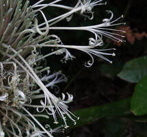 Dracaena pethera (syn. Sansevieria kirkii), flowers, Kimboza FR, Uluguru Mts, Tanzania