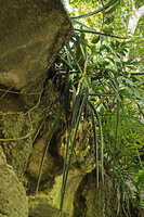 Dracaena (syn. Sansevieria) perrotii, freely hanging from the top of a karst ledge, Amboni Caves, Tanzania
