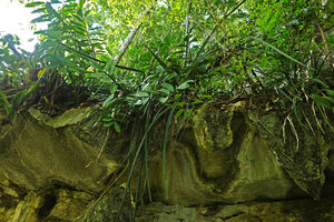 Dracaena (syn. Sansevieria) perrotii, first erect then freely hanging leaves from the top of a karst ledge, with Zamioculcas zamiifolia, Amboni Caves, Tanzania
