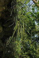 Dracaena (syn. Sansevieria) perrotii, freely vertically hanging  induplicate channeled leaves, almost triangular in section, Amboni Caves, Tanzania
