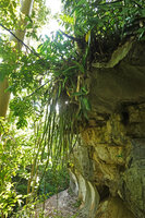 Dracaena (syn. Sansevieria) perrotii, induplicate channeled leaves, freely hanging from the top of a karst ledge, Amboni Caves, Tanzania