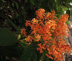 Saraca declinata, bright orange bracts, Tapah, Perak, Malaysia