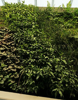 Sarcandra glabra on the vertical garden, Shinkansen station, Yamaguchi, Japan