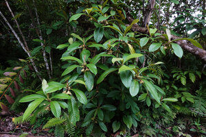 Saurauia dicalyx, a tall branched shrub on river bank, Sepa, 300 m asl, Seram, Moluccas