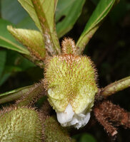 Saurauia dicalyx, flower, Sepa, 300 m asl, Seram, Moluccas
