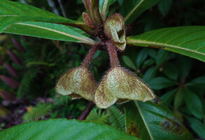 Saurauia dicalyx, large hairy opposite outer sepals, Sepa, 300 m asl, Seram, Moluccas