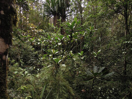 Saurauia naumannii, erect few branched shrub in forest understory, Rondon ridge, 2000 m asl, Mount Hagen, Papua New Guinea