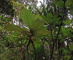 Saurauia naumannii, erect few branched shrub with hanging capitate densely bracteate inflorescences, Rondon ridge, 2000 m asl, Mount Hagen, Papua New Guinea