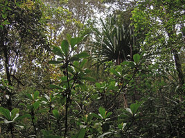 Saurauia naumannii, erect few branched shrub with hanging capitate inflorescences, Rondon ridge, 2000 m asl, Mount Hagen, Papua New Guinea