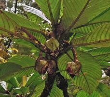 Saurauia naumannii, hanging capitate densely bracteate inflorescences, Rondon ridge, 2000 m asl, Mount Hagen, Papua New Guinea