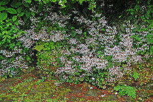 Saxifraga stolonifera flowering on a man made stone wall, Hakone, Japan
