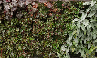 Saxifraga stolonifera &#039;Lilliput&#039; and Rubus ichangensis on Vertical Garden, Amandolier, Geneva