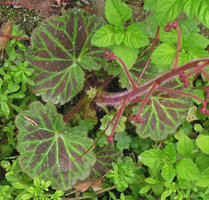 Saxifraga stolonifera &#039;Red Star&#039;, Yamaguchi, Japan