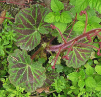 Saxifraga stolonifera &#039;Red Star&#039;, Yamaguchi, Japan