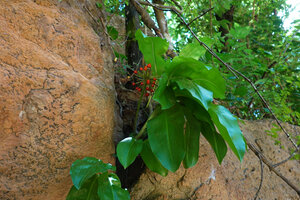 Scadoxus multiflorus in a vertical rock crack, Kisensegere, Rukwa, 1200 m asl, Tanzania