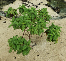 Scalesia helleri, leaves clustered at the top of the branches, Finch bay, Santa Cruz, Galapagos