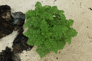 Scalesia helleri, young individual with very dissected leaves, Finch bay, Santa Cruz, Galapagos