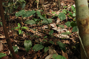 Scaphochlamys breviscapa, a probably not native species, Bukit Timah, Singapore