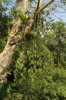 Schefflea sp., long pendant stems in this epiphyte, Putao, Kachin, Myanmar