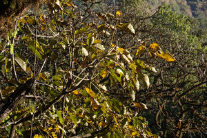 Astropanax (syn. Schefflera) abyssinicus, becoming deciduous during the dry season, Harenna forest, 2350 m asl, Bale NP, Ethiopia
