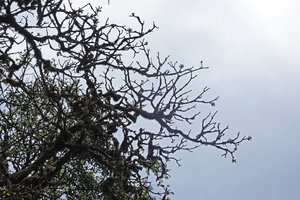 Astropanax (syn. Schefflera) abyssinicus, deciduous during the dry season, new inflorescences already produced at the end of branches, Harenna forest, 2350 m asl, Bale NP, Ethiopia