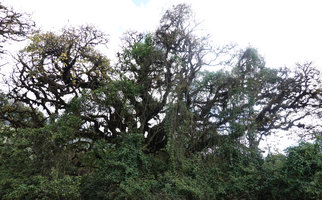 Schefflera abyssinica, the biggest tree of the Harenna forest, branches covered by epiphytes, 2300 m asl, Bale NP, Ethiopia