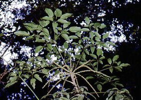 Heptapleurum (syn. Schefflera) bipalmatifolium, flowering stem, MT Kinabalu, Sabah, Borneo