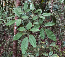 Heptapleurum (syn. Schefflera) bipalmatifolium, one multipartite compound leaf, Mt Kinabalu, Borneo
