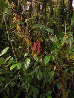 Heptapleurum (syn. Schefflera) dentatum as a small low epiphytic shrub, Tari, 2000 m asl, Hela, Papua New Guinea
