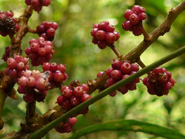 Heptapleurum (syn. Schefflera) dentatum, bright pink berries, Tari, 2000 m asl, Hela, Papua New Guinea