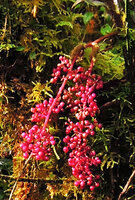Heptapleurum (syn. Schefflera) dentatum, bright pink infructescence axis and berries, Tari, 2000 m asl, Hela, Papua New Guinea