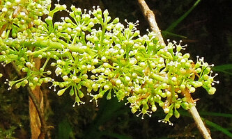 Heptapleurum (syn. Schefflera) dentatum, flowers, Tari, 2000 m asl, Hela, Papua New Guinea