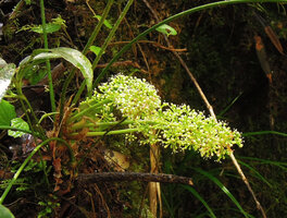 Heptapleurum (syn. Schefflera) dentatum, inflorescences, Tari, 2000 m asl, Hela, Papua New Guinea