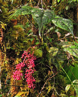 Heptapleurum (syn. Schefflera) dentatum, leaf and bright pink infructescence, Tari, 2000 m asl, Hela, Papua New Guinea
