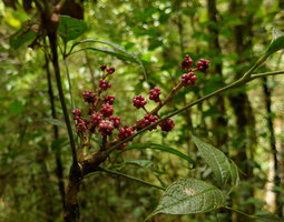 Heptapleurum (syn. Schefflera) dentatum, leaves and infructesences, Tari, 2000 m asl, Hela, Papua New Guinea