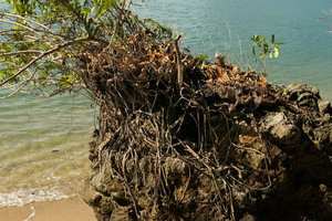  Heptapleurum ellipticum, close up of the root system covering a limestone rock on sea shore, Railay, Krabi, Thailand