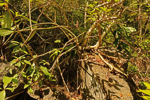 Schefflera elliptica, stem bases and roots on limestone rock, Langkawi, Malaysia