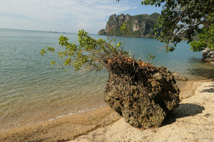  Heptapleurum ellipticum with root system covering a limestone rock on sea shore, Railay, Krabi, Thailand