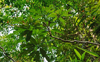Heptapleurum (syn. Schefflera) schizophyllum, flowering individual, Khao Yai NP, Thailand