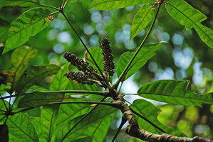Heptapleurum (syn. Schefflera) schizophyllum inflorescences, Khao Yai NP, Thailand