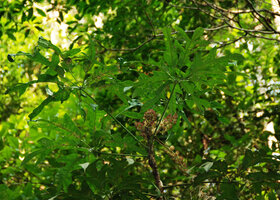 Schefflera schizophylla, leaf detail and inflorescence, Khao Yai NP, Thailand