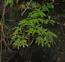 Schefflera schizophylla on a vertical rock, Khao Yai NP, Thailand