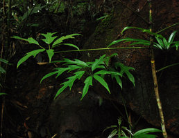 Schefflera schizophylla, two leaves in forest understory, Khao Yai NP, Thailand