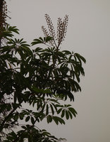 Schefflera sp., epiphytic, compound palmate leaves and terminal inflorescences, Mahawu, North Sulawesi